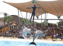 The Dolphin Show