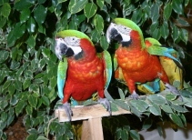 Parrots Show 