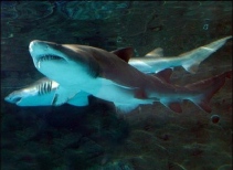 Shark Encounter®