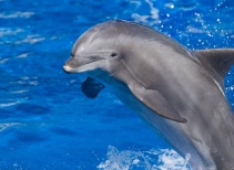 Dolphin Nursery