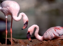 Flamingo Cove