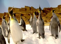Penguin Encounter®
