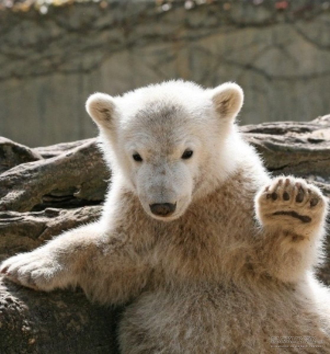 Niedźwiedź Knut nie żyje