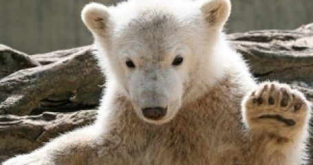 Niedźwiedź Knut nie żyje