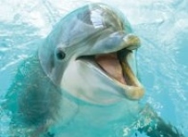 Dolphinarium 
