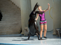 The Seal Show