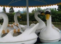 Swan Ride