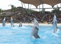 Dolphin Training