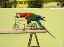 Parrots Show 