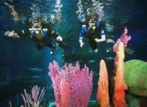 The Seas with Nemo & Friends®