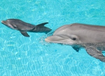 Dolphin Nursery