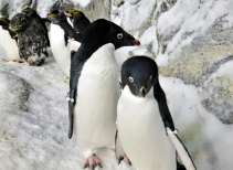 Penguin Encounter