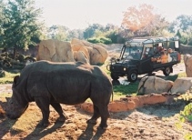 Rhino Rally®