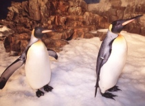 Penguin Encounter®