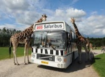 Safari Bus